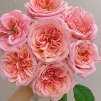 Image 9 of Pre-Order - LONDON EYES ROSE