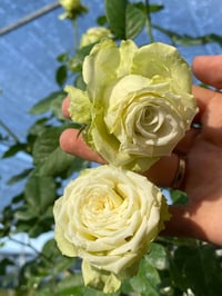 Image 9 of Pre-Order - GREEN ROMANTICA ROSE
