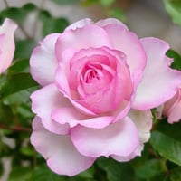 Image 9 of Pre-Order - MARTHA ROSE