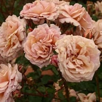 Image 9 of Pre-Order - UTSUSEMI ROSE