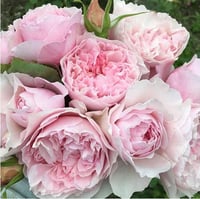 Image 9 of Pre-Order - DE CHERYL ROSE