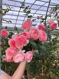 Image 10 of Pre-Order - ECKART WITZIGMANN ROSE