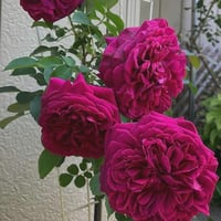 Image 10 of Pre-Order - WILLIAM SHAKESPEARE 2000 ROSE (Ausromeo)