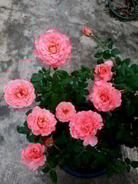 Image 10 of Pre-Order - LAURENT CABROL ROSE