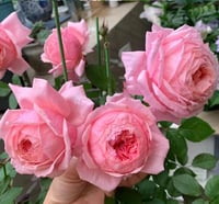 Image 9 of Pre-Order - LADY HEIRLOOM ROSE