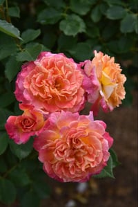 Image 10 of Pre-Order - CHALEUR ROSE