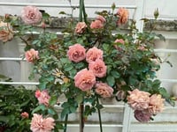 Image 10 of Pre-Order - UTSUSEMI ROSE