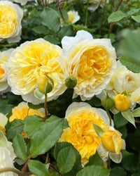 Image 9 of Pre-Order - THE POET’S WIFE ROSE (Auswhirl)