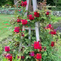 Image 9 of TESS OF THE D’URBERVILLES ROSE (Ausmove) 