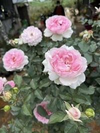 Image 10 of Pre-Order - MARTHA ROSE