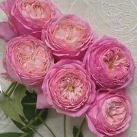 Image 10 of Pre-Order - LADY HEIRLOOM ROSE