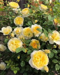 Image 10 of Pre-Order - THE POET’S WIFE ROSE (Auswhirl)