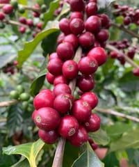 Image 4 of Siltepec [DECA] - Mexique BIO | FILTRE & ESPRESSO