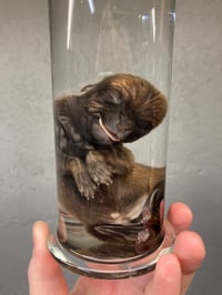 Image 3 of Chiweenie Puppy 