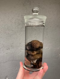 Image 5 of Chiweenie Puppy 