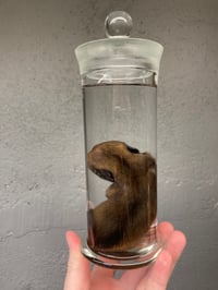 Image 4 of Chiweenie Puppy 