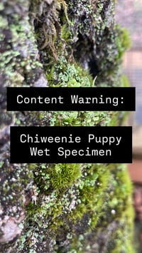 Image 1 of Chiweenie Puppy 