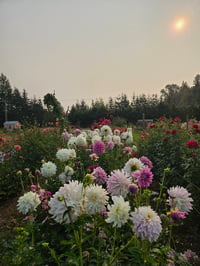 Image 1 of Mystery Tubers 5 Pack