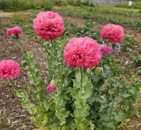 Pink Pom Pom Poppy Seeds