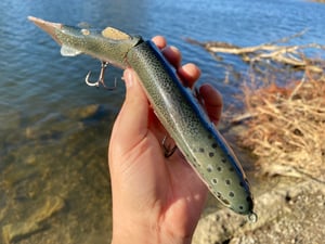 Image of 11” Cali Girl “Wide Glide” (Castaic Trout)
