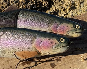 Image of 11” Cali Girl “Wide Glide” (Flash Purple Stocker)