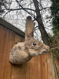 Image 1 of Taxidermy Rabbit Head