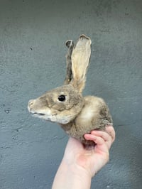 Image 5 of Taxidermy Rabbit Head