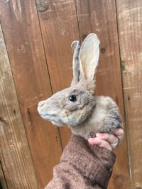 Image 2 of Taxidermy Rabbit Head