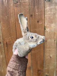 Image 3 of Taxidermy Rabbit Head