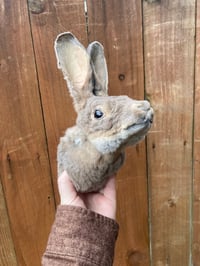 Image 4 of Taxidermy Rabbit Head