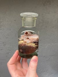 Image 2 of Goat Heart