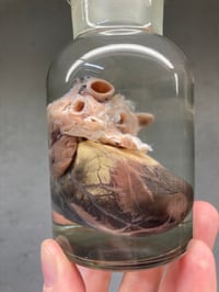 Image 1 of Goat Heart