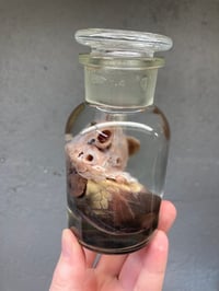 Image 3 of Goat Heart