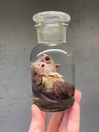 Image 4 of Goat Heart