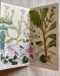 Image 2 of A Pantoscope book Flowers of the Seashore