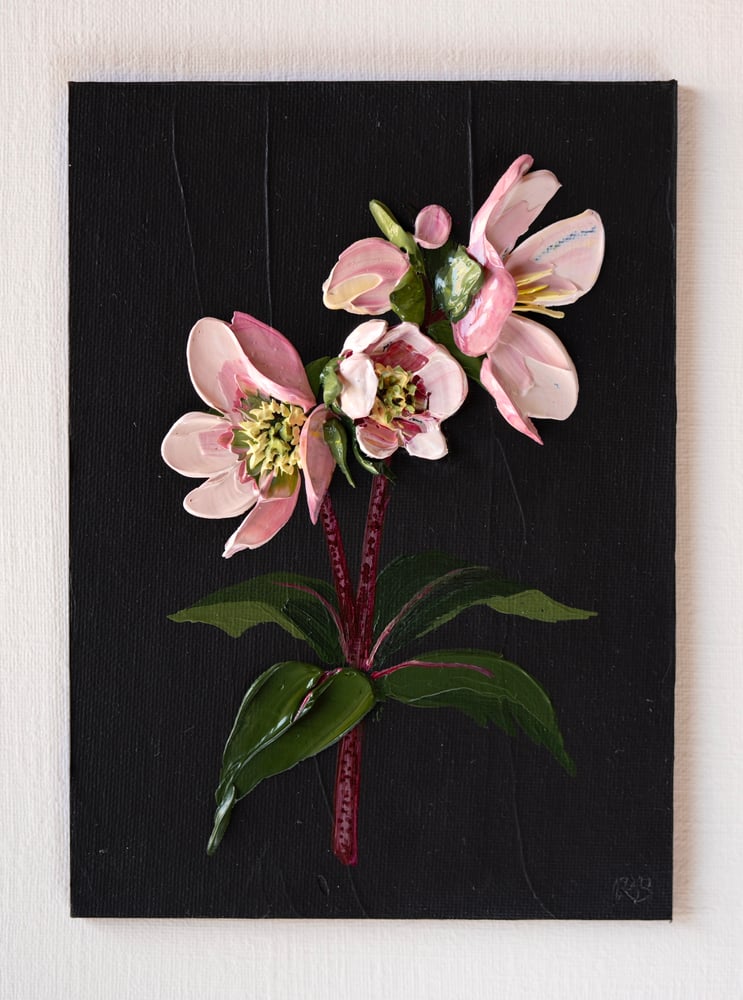 Image of Hellebore On Almost Black II