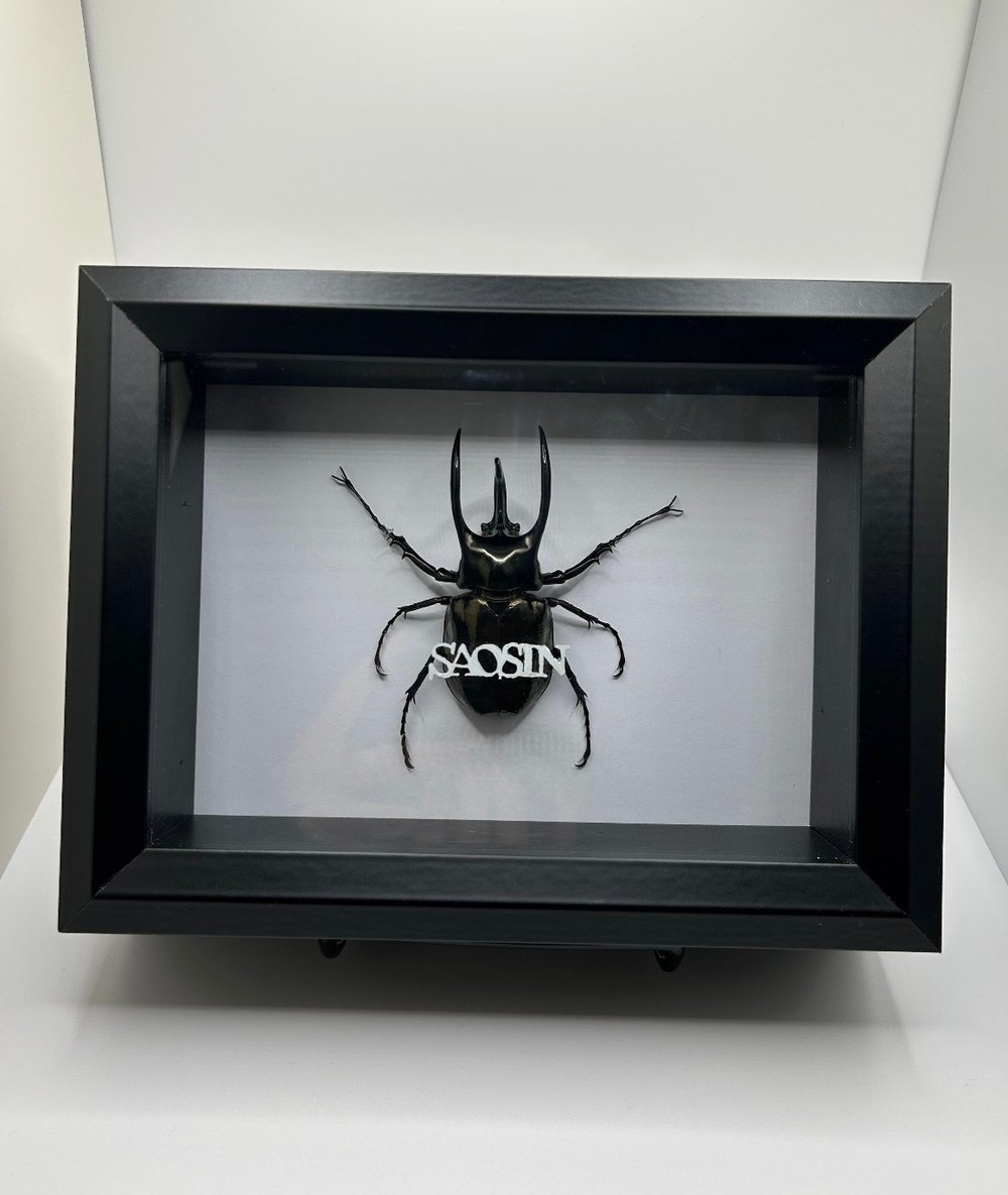 Image of Self-Titled Album Beetle 