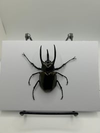 Image 2 of Saosin Self-Titled Beetle 