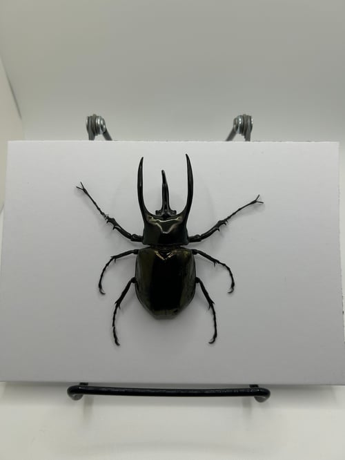 Image of Saosin Self-Titled Beetle 