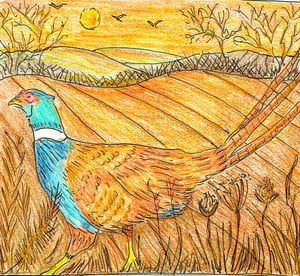 Image of Pheasant card