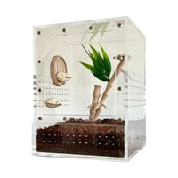 Image 5 of Lucky Dumplings