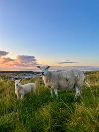 Two sheep at the sunset - Roast Norvège 