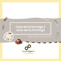 CICLE VIDA FORMIGA / CICLO VIDA HORMIGA