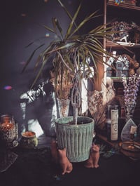 Image 2 of Cat plant lifters 