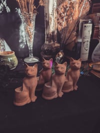 Image 1 of Cat plant lifters 