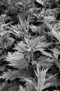 Image 2 of ༄ MOXIBUSTION ༄