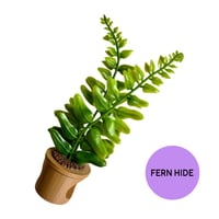 Image 3 of Pot Plants