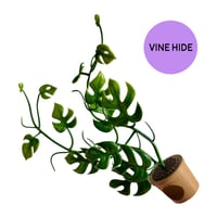 Image 6 of Pot Plants