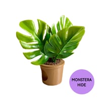 Image 5 of Pot Plants