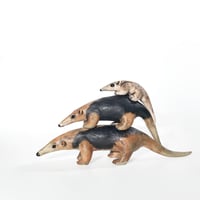Image 2 of Anteater Tamandua Family Stack